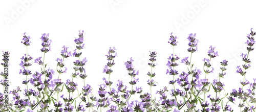 lavender flowers border, transparent background