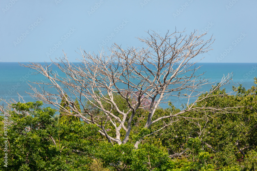 Trees in the park against the backdrop of the sea Trees in the park against the backdrop of the sea
