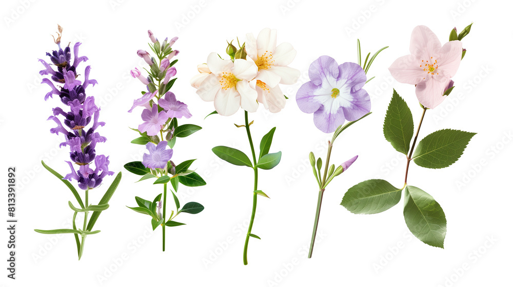 Set of aromatic flowers including lavender, jasmine, and rose, isolated on transparent background Set of aromatic flowers including lavender, jasmine, and rose, isolated on transparent background