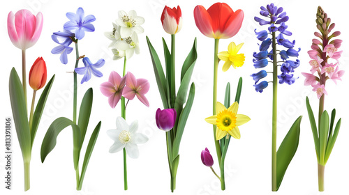 Set of various spring flowers including tulips, daffodils, and hyacinths, isolated on transparent background © SRITE KHATUN