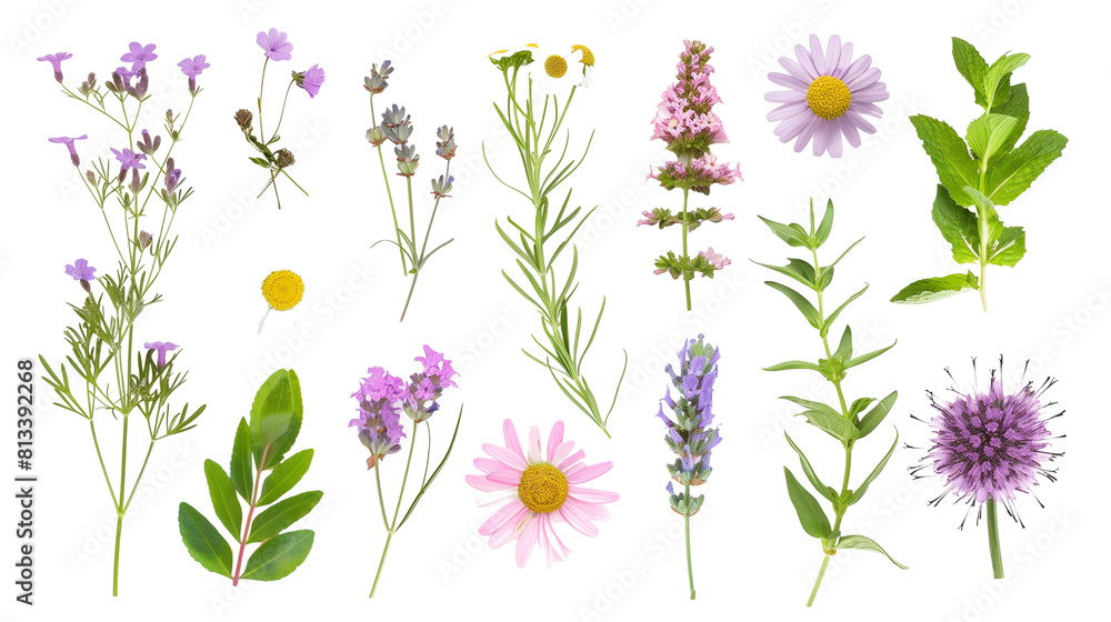 Set of medicinal herbs and flowers including lavender, chamomile, and echinacea, isolated on transparent background Set of medicinal herbs and flowers including lavender, chamomile, and echinacea, isolated on transparent background