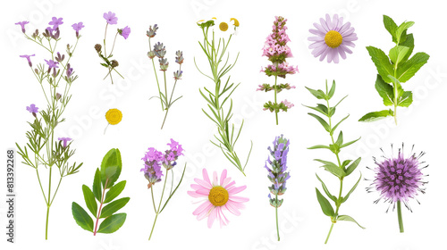 Set of medicinal herbs and flowers including lavender, chamomile, and echinacea, isolated on transparent background