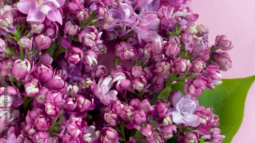 Blooming Lilacs Displayed on a Soft Pink Background in Springtime Blooming Lilacs Displayed on a Soft Pink Background in Springtime