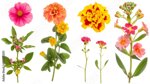 Set of heat tolerant flowers including portulaca  blanket flower  and lantana  isolated on transparent background