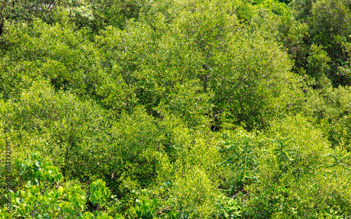 Green trees in a tropical park as a background