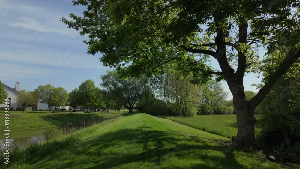 Public park with green grass trees with leaves on sunny day Public park with green grass trees with leaves on sunny day