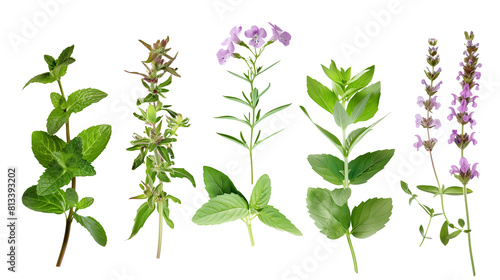 Set of aromatic herb flowers including mint, rosemary, and basil, isolated on transparent background photo