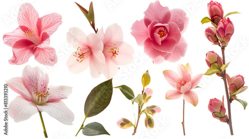 Set of winter blooms including camellia  hellebore  and witch hazel  isolated on transparent background