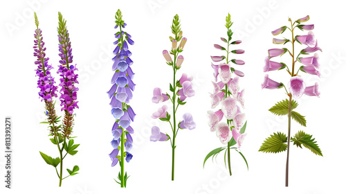 Set of traditional English garden flowers including lavender, foxglove, and lupine, isolated on trnsparent background photo