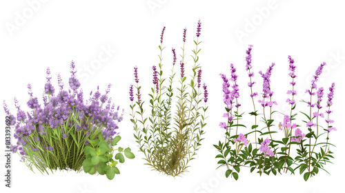 Set of aromatic Mediterranean herbs in bloom including lavender, thyme, and rosemary