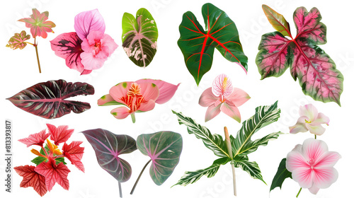 Set of flowers from the rainforest undergrowth including begonia, impatiens, and caladium photo