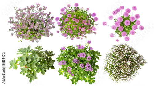 Set of alpine blooms ideal for rock gardens including saxifrage, sedum, and thyme