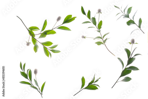 흰배경위에 여러가지 녹색식물 photo