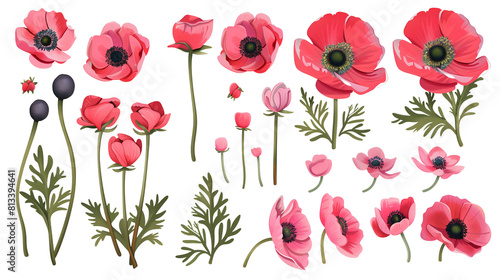 Set of anemone elements including anemone flowers, buds, petals, and leaves