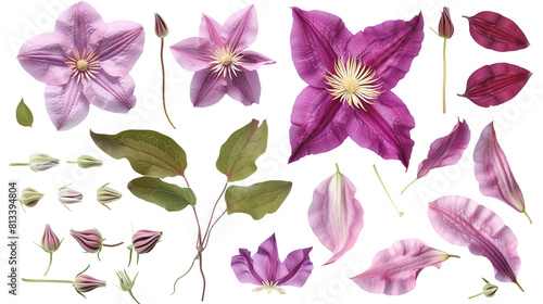 Set of clematis elements including clematis flowers, buds, petals, and leaves photo