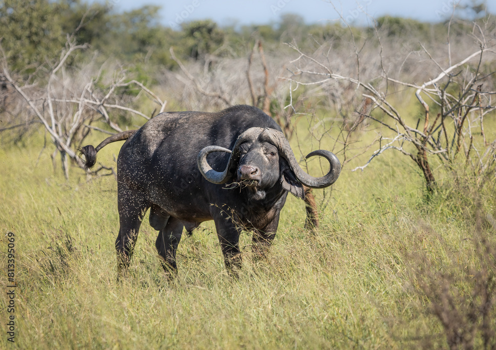 Obraz premium A Cape buffalo with unusual sweeping curved horns on full alert as it watches the photographer and suffers under a swarm of flies in a grassy patch of the bushveld in the Kruger Park in South Africa.