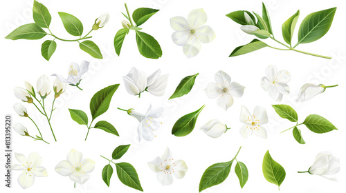 Set of jasmine elements including jasmine flowers, buds, petals, and leave photo