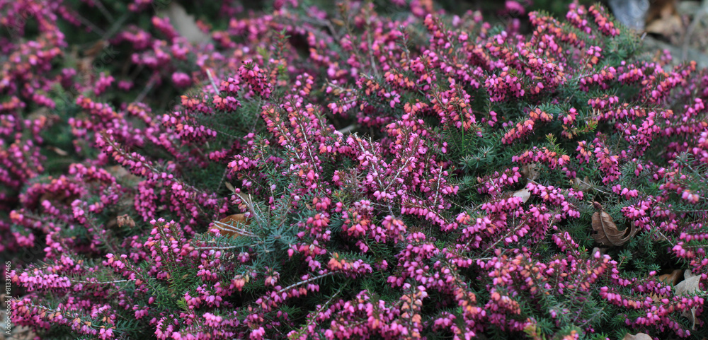 Fototapeta premium heather plant texture