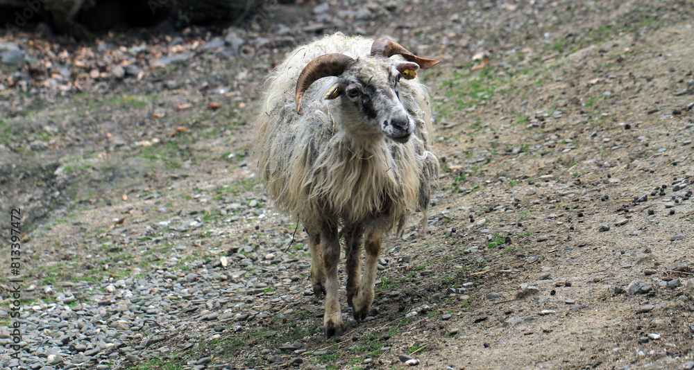 Obraz premium small sheep walking