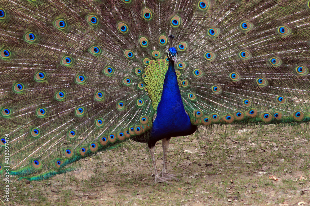 Obraz premium nice big peacock