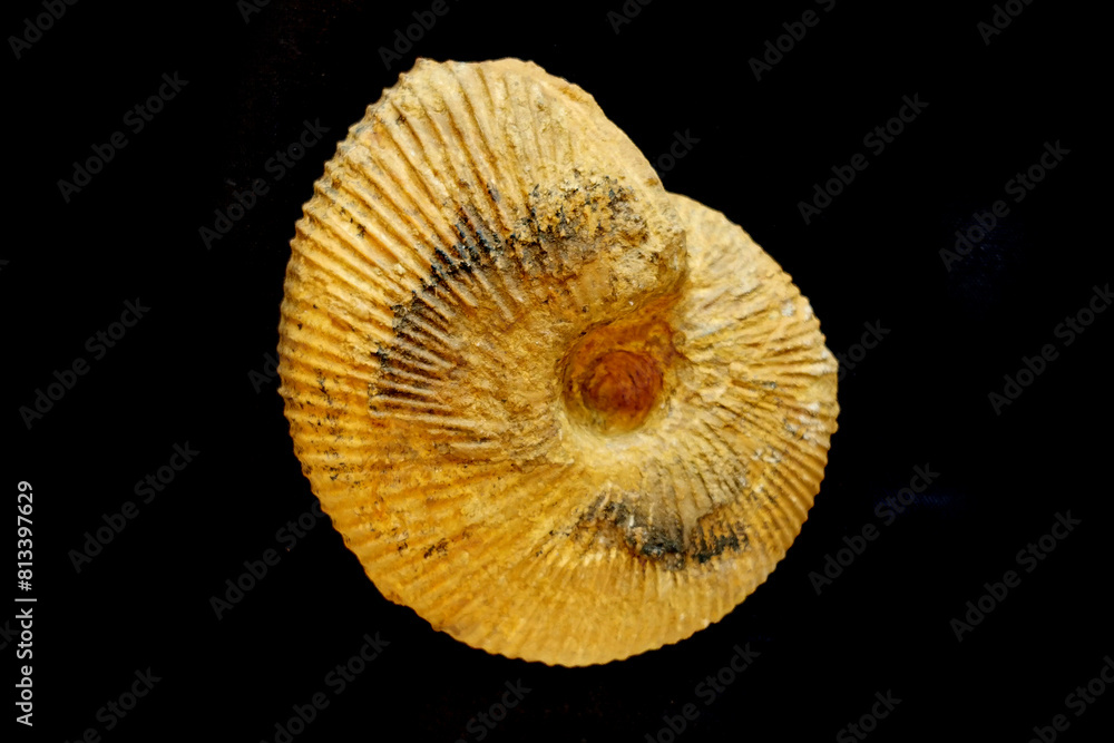 ammonite fossil isolated ammonite fossil isolated