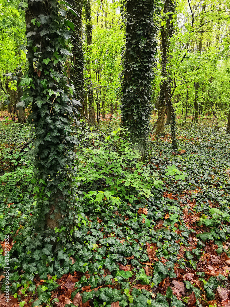 green old forest, Czech republic green old forest, Czech republic