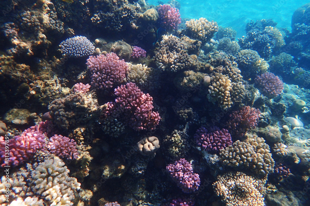 nice coral reef in the Egypt, Safaga nice coral reef in the Egypt, Safaga