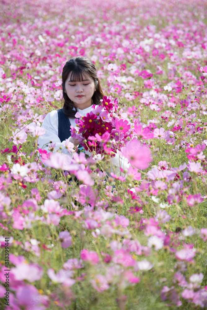 コスモス畑で秋桜を摘みとる女性 コスモス畑で秋桜を摘みとる女性