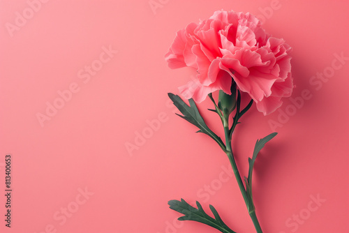 pink carnation flowers  Top View of Carnation on Pink Background