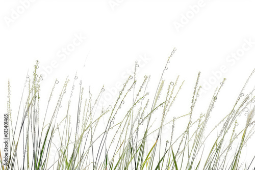 Dew-kissed grass blades
