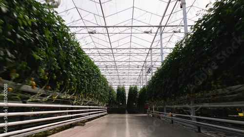 Endless line of tomato plants in modern industrial greenhouse, dolly forward view photo