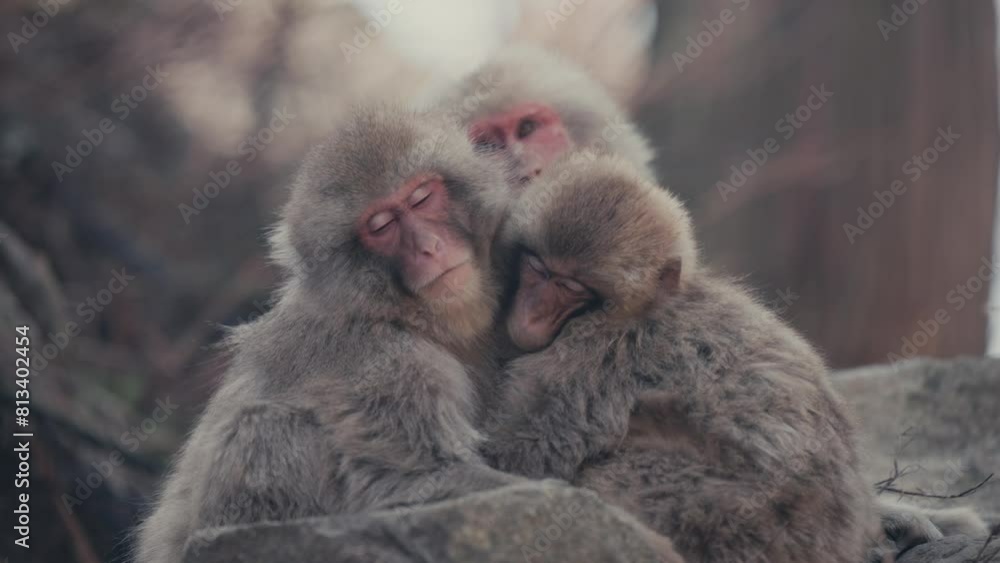 Japanese Snow Monkey Family Cuddling Up While Sleeping. Closeup Shot Japanese Snow Monkey Family Cuddling Up While Sleeping. Closeup Shot
