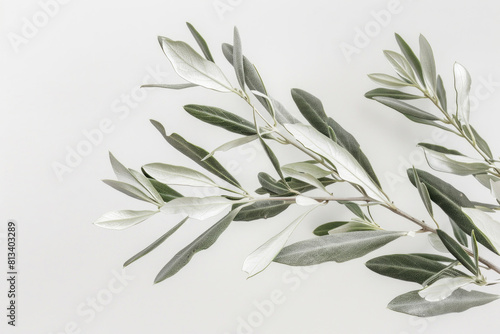 A branch of olive leaves