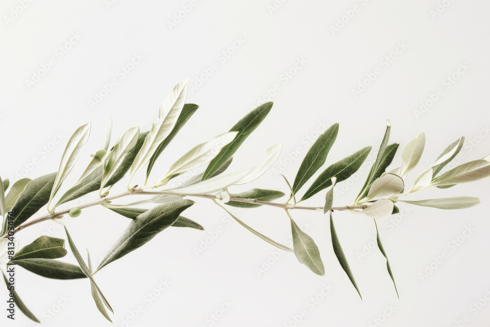 A branch of olive leaves