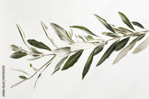 A branch of olive leaves