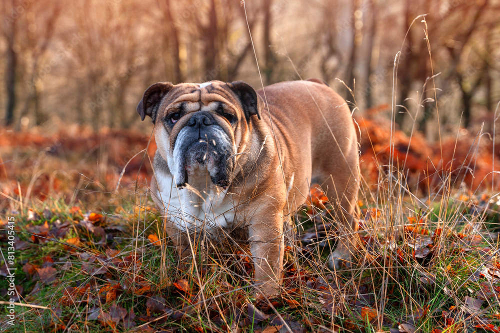 classic Red English British Bulldog Dog standing on dry grass in forest on autumn sunny day