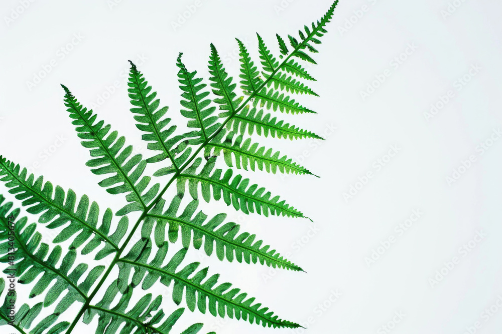 Silhouette of a fern leaf