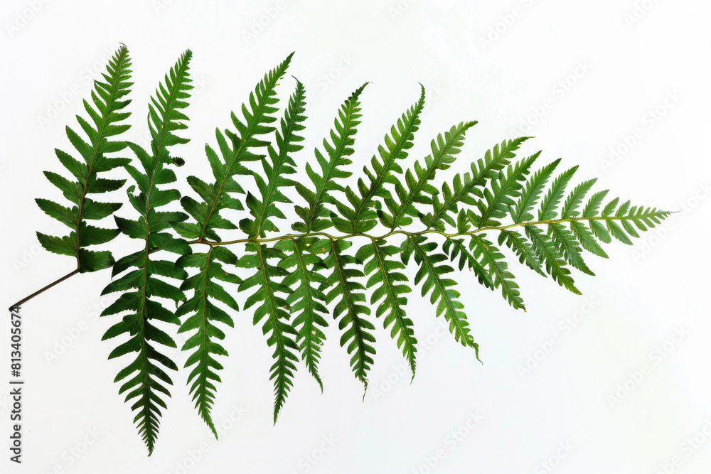 Silhouette of a fern leaf