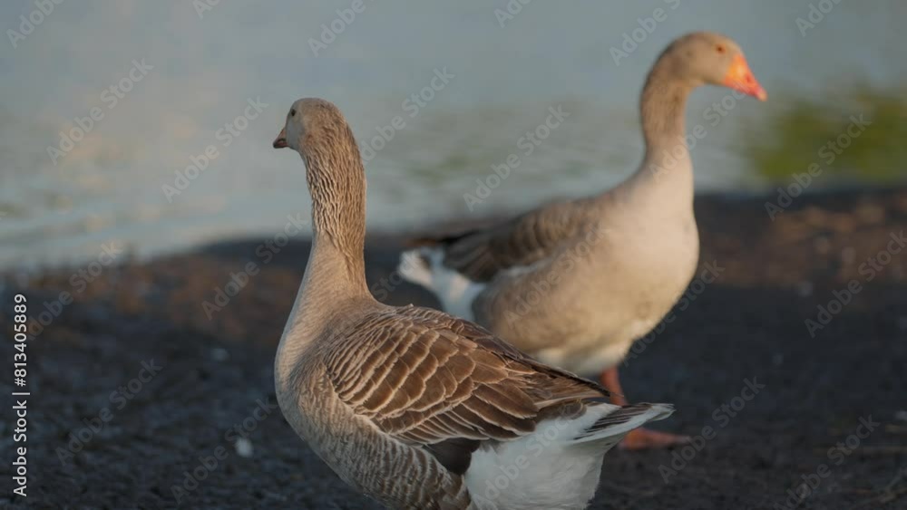 Close Up Domestic Grey Goose On Shore Of Lake In Countryside. Poultry Grazing Near Pond, Slow Motion Close Up Domestic Grey Goose On Shore Of Lake In Countryside. Poultry Grazing Near Pond, Slow Motion