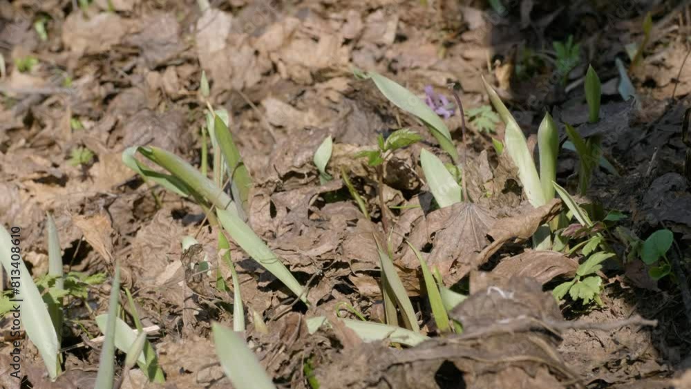 Southern Urals, young shoots of the wild tulip (Tulipa sylvestris) in the forest in spring. Southern Urals, young shoots of the wild tulip (Tulipa sylvestris) in the forest in spring.