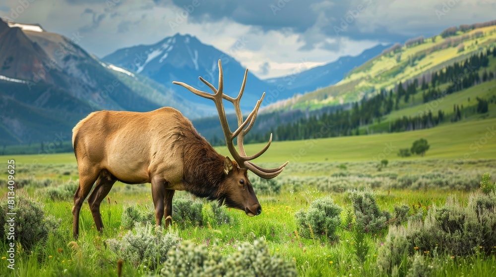 Naklejka premium An elk is peacefully grazing in a grassy field with towering mountains in the background. The majestic animal is surrounded by natures beauty, foraging for food in its natural habitat.