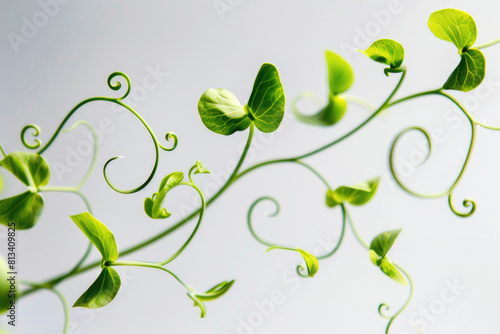 Curly pea plant tendrils