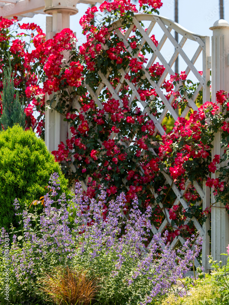 Obraz premium 植物園に咲く鮮やかな薔薇の花