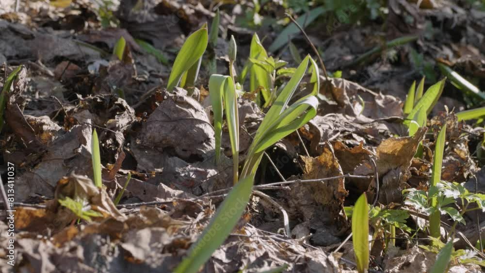 Southern Urals, young shoots of the wild tulip (Tulipa sylvestris) in the forest in spring. Southern Urals, young shoots of the wild tulip (Tulipa sylvestris) in the forest in spring.