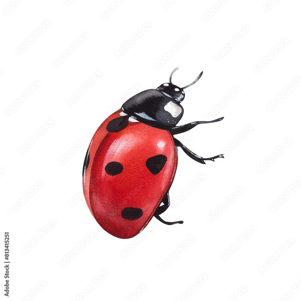 Ladybug clipart, isolated illustration. Beautiful insect on a white background, watercolor painted by hand art for wallpaper. Cartoon cute animal. Watercolour print, hand drawn,red lady bug black dots Ladybug clipart, isolated illustration. Beautiful insect on a white background, watercolor painted by hand art for wallpaper. Cartoon cute animal. Watercolour print, hand drawn,red lady bug black dots