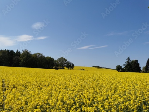 Rape plants in bloom in the fields in spring in northern Germany