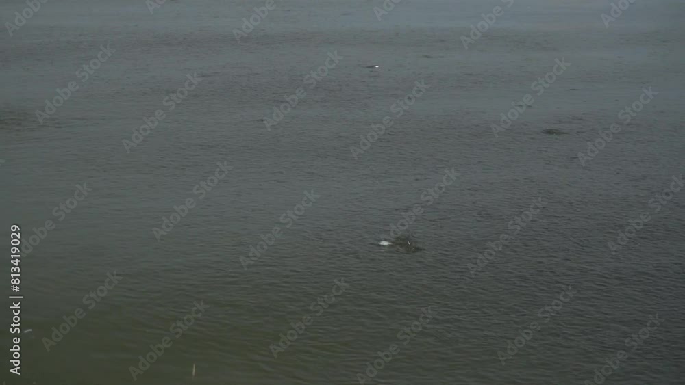 Breeding fish in a pond. Fishing. Fish splashing on the surface of the water Breeding fish in a pond. Fishing. Fish splashing on the surface of the water