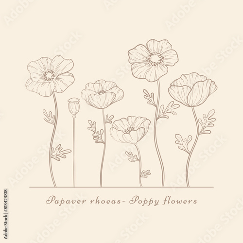 Hand drawn poppy flowers set. Vintage Poppies plant flower line art. Papaver rhoeas, Common poppy plant