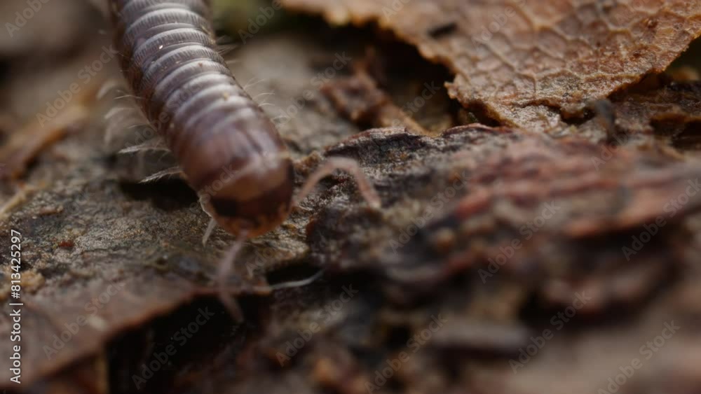 Blunt-tailed Snake Millipede crawling across forest floor. Macro insect in nature Blunt-tailed Snake Millipede crawling across forest floor. Macro insect in nature