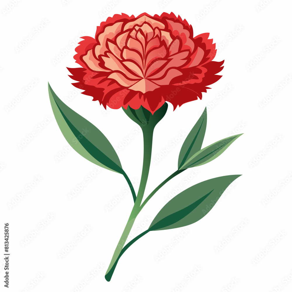 Carnation Flower Vector illustration Carnation Flower Vector illustration